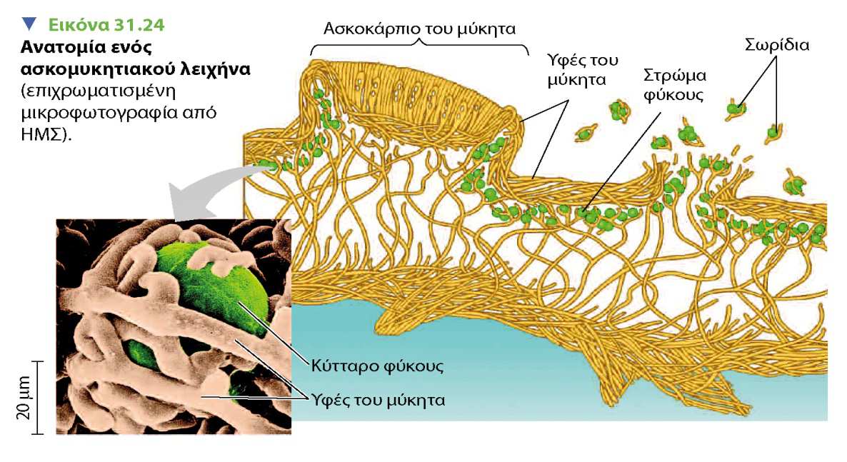 - 135 - Οι µύκητες σαν συµβιωτικοί οργανισµοί