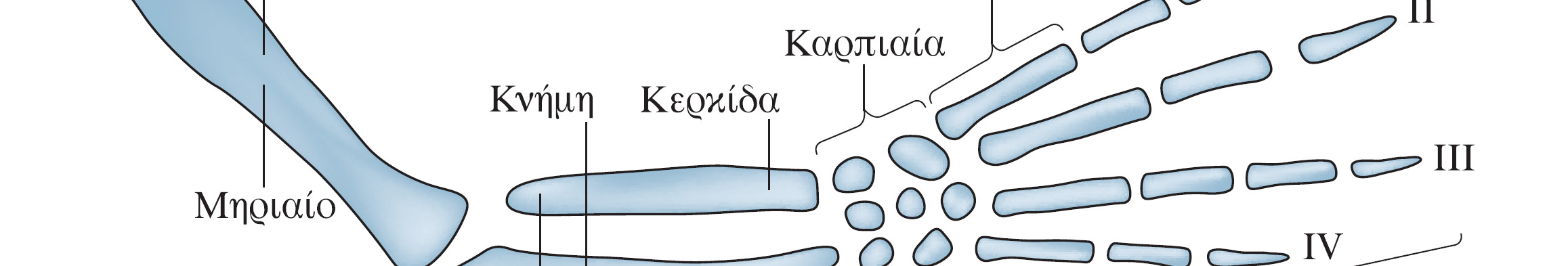 Σκελετός των διαφοροποιηµένων άκρων