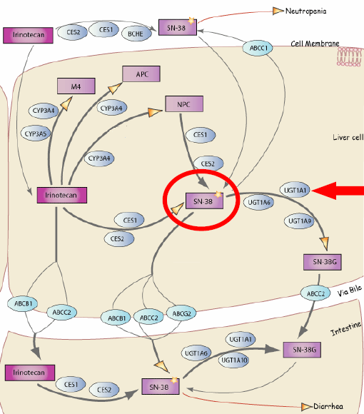 UGT (UDP-glucuronosyltransferase) Πολλά αντικαρκινικά φάρμακα είναι προφάρμακα (απαιτείται ο μεταβολισμός τους για την παραγωγή