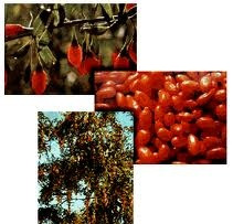 GOJI MARI Goji (lad. Lycium barbarum, ingl.