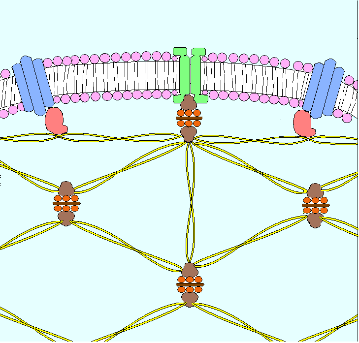 ΣΚΕΛΕΤΟΣ Unusual properties of RBC actin filaments (flexibility and