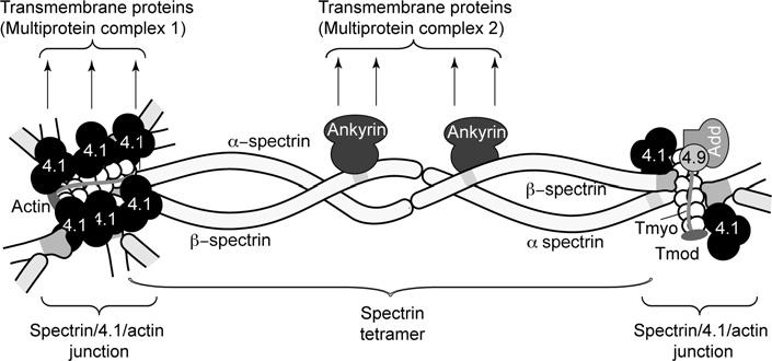 (Baines AJ, 2009 Bioch. Soc Transac, 37(4) The interaction of Sp with actin is promoted by protein 4.1 (JC-other proteins tropomyosin, tropomodulin (Tmod), adducin and 4.9 (dematin). Protein 4.