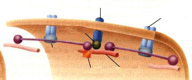 2D-structure Spectrin, actin filaments and accessory proteins