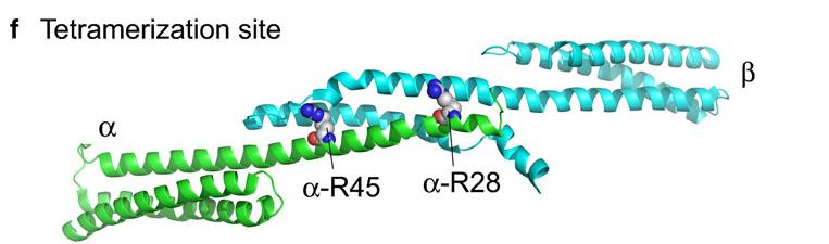 ΣΠΕΚΤΡΙΝΗ Baines AJ. Protoplasma 244:99; 2010 To form a spectrin tetramer by the interaction of two dimers, a single helix from α interacts with two helices from β to recapitulate a full triple helix.