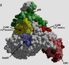 Βοηθητική Sp-actin, GpC-p55-4.1R Σύμπλοκα ζεύξης 200.000 αντίγραφα/rbc Aρχετυπικό μέλος 4.