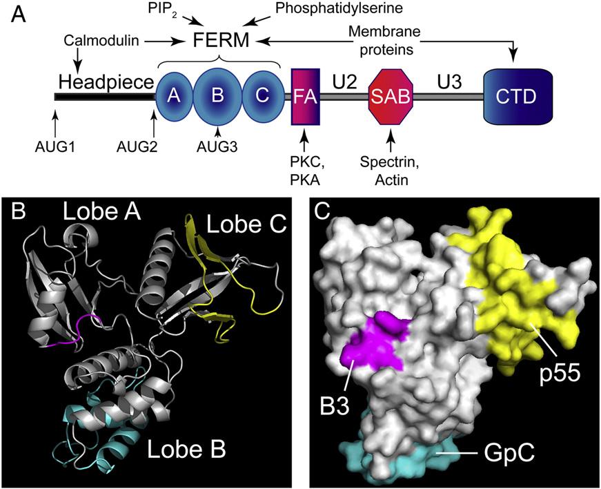 Domain structure of 4.1 proteins. (A) major regions of interaction and regulation in vertebrate 4.