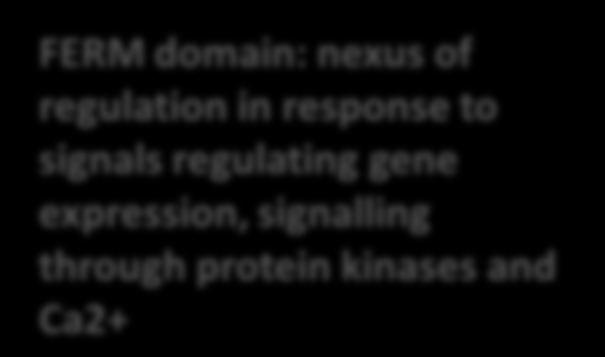 FERM domain: Common in 4.1 protein-ezrin-radixin and Moesin.