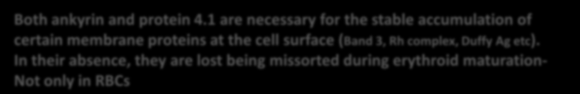 Major RBC membrane-msk complexes A) the actin-based JC coordinates membrane linkages to a large range of membrane proteins Some of these: have roles in red cell stability eg.