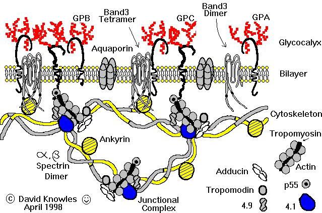 ΣΗΜΕΙΑ ΣΥΝΔΕΣΗΣ: 1) Sp-ank (band 3) (***) 2) Sp-4.