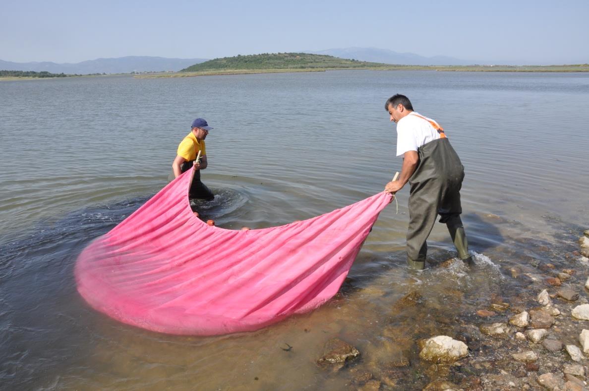 52 ΕΚΘΕΣΗ ΠΕΠΡΑΓΜΕΝΩΝ 2015 3.1.2. ΠΡΟΓΡΑΜΜΑ ΠΑΡΑΚΟΛΟΥΘΗΣΗΣ ΙΧΘΥΟΠΑΝΙΔΑΣ ΣΤΗΝ ΠΕΡΙΟΧΗ ΤΟΥ ΕΠ ΑΜΑΘ (2012-2015) Εικόνα 3.2. Δειγματοληψία για το πρόγραμμα παρακολούθησης της ιχθυοπανίδας.