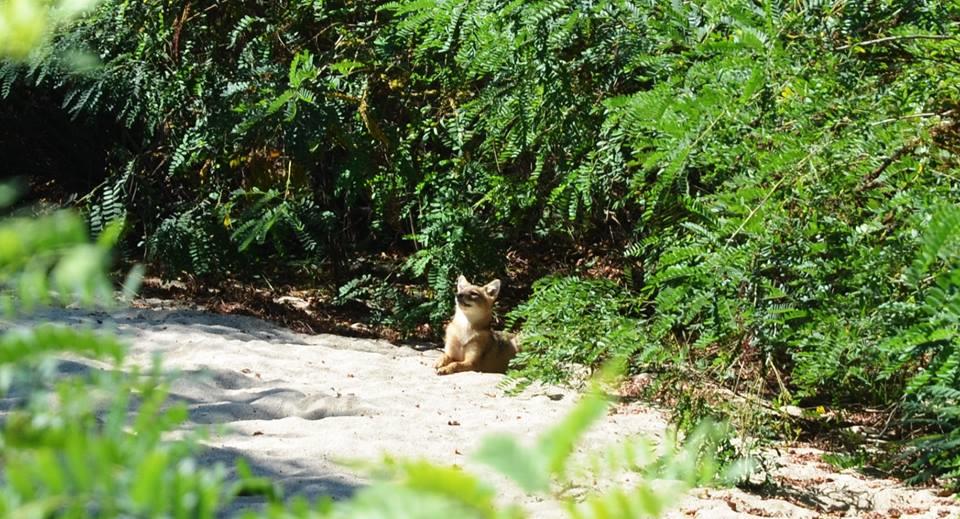 ΕΚΘΕΣΗ ΠΕΠΡΑΓΜΕΝΩΝ 2015 75 3.1.7. ΠΡΟΓΡΑΜΜΑ ΠΑΡΑΚΟΛΟΥΘΗΣΗΣ ΘΗΛΑΣΤΙΚΩΝ ΣΤΗΝ ΠΕΡΙΟΧΗ ΤΟΥ ΕΠ ΑΜΑΘ (2012-2015) Εικόνα 3.24. Τσακάλι (Canis aureus) στις εκβολές του Νέστου.