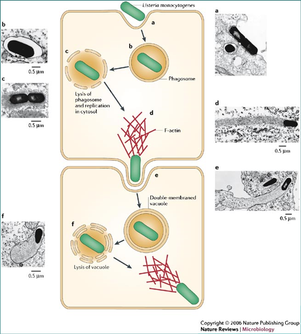 Κίνηση των κυττάρων του παθογόνου στο εσωτερικό των κυττάρων του ξενιστή Τα κύτταρα της λιστέριας