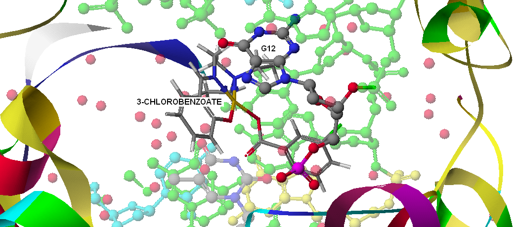 Cu(SalNEt 2 )- p-chlorobenzoate Σχήμα 27: Προσάραξη του συμπλόκου Cu(SalNEt 2 )-p-chlorobenzoate στη DNA τοποϊσομεράση Ι. Δεν σημειώνονται αλληλεπιδράσεις.