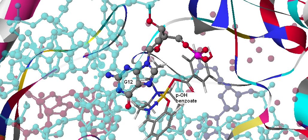 Cu(SalNEt 2 )- p-νο 2 -benzoate Σχήμα 29:Προσάραξη του συμπλόκου Cu(SalNEt 2 )-p-no 2 -benzoate στη DNA τοποϊσομεράση Ι Καμία αλληλεπίδραση δεν παρατηρήθηκε κατά την προσάραξη.