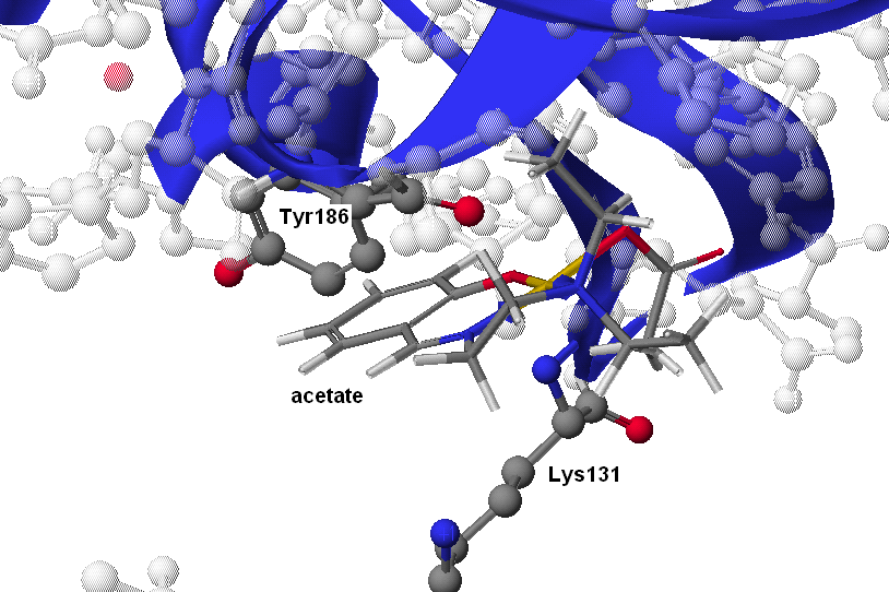 Cu(SalNEt 2 )-acetate Σχήμα 43: Προσάραξη του συμπλόκου Cu(SalNEt 2 )-acetate στη DNA τοποϊσομεράση ΙΙ.