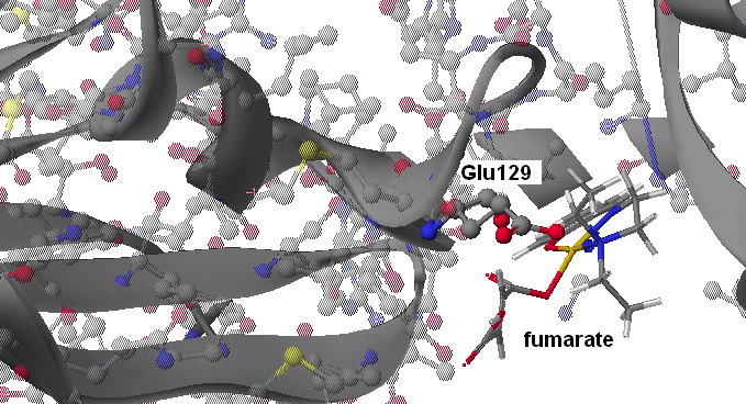 Cu(SalNEt 2 )-fumarate Σχήμα 46: Προσάραξη του συμπλόκου Cu(SalNEt 2 )-fumarate στη DNA τοποϊσομεράση ΙΙ.