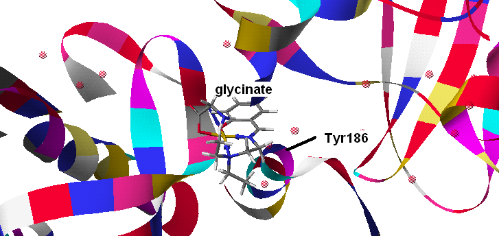 Cu(SalNEt 2 )-lactate Σχήμα 52: Προσάραξη του συμπλόκου Cu(SalNEt 2 )-lactate στη DNA τοποϊσομεράση ΙΙ.