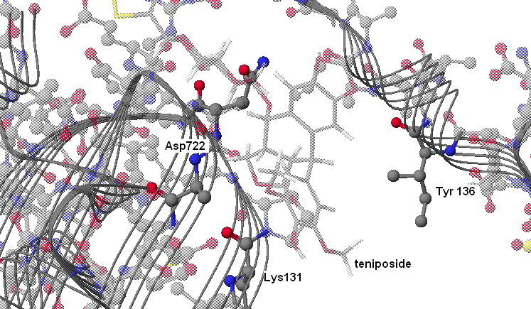 Σχήμα 65: Προσάραξη του φυσικού αναστολέα-ετοποσίδη στη DNA τοποϊσομεράση ΙΙ.