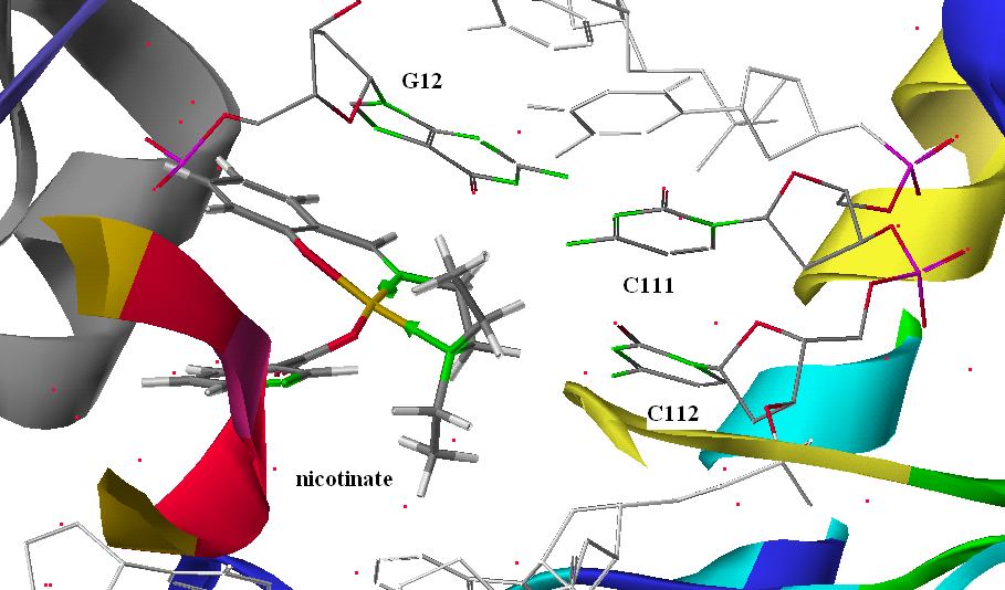 Cu(SalNEt 2 )- dipicolinate Σχήμα 7 : Προσάραξη του Cu(SalNEt 2 )-dipicolinate στη DNA τοποϊσομεράση Ι Παρατηρούμενες αλληλεπιδράσεις: Δεσμοί υδρογόνου μεταξύ του Ο 11 της Θυμίνης 10 με το Η 35 του