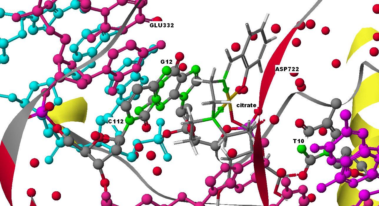 Cu(SalNEt 2 )- piperidinate Σχήμα 10: Προσάραξη του Cu(SalNEt 2 )-piperidinate στη DNA τοποϊσομεράση Ι.