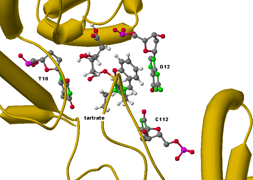 Cu(SalNEt 2 )- salicylate Σχήμα 12: Προσάραξη του Cu(SalNEt 2 )-salicylate στη DNA τοποϊσομεράση Ι Παρατηρούμενες αλληλεπιδράσεις: Πολική αλληλεπίδραση μεταξύ του Ν 7 της Γουανίνης 12 και του Ο 10