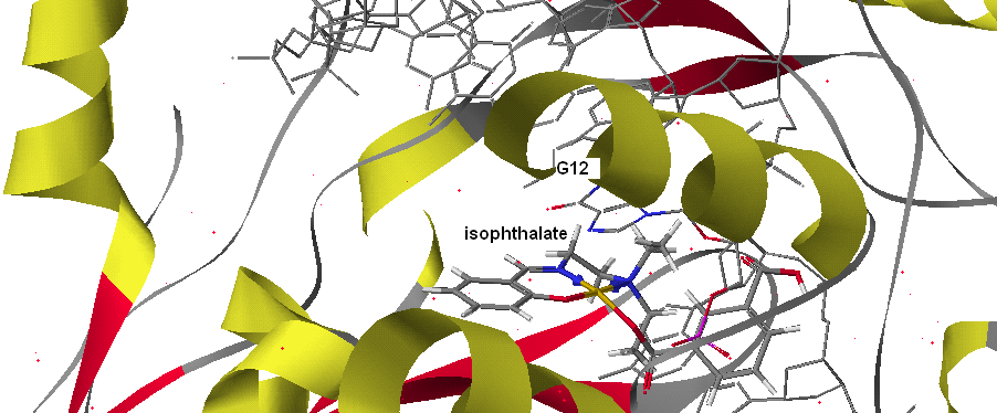 Cu(SalNEt 2 )- maleate Σχήμα 19: Προσάραξη του Cu(SalNEt 2 )-maleate στη DNA τοποϊσομεράση Ι Παρατηρούμενες αλληλεπιδράσεις: Πολικές αλληλεπιδράσεις μεταξύ του Ν 4 της Aδενίνης 1 και του Ο 16 του