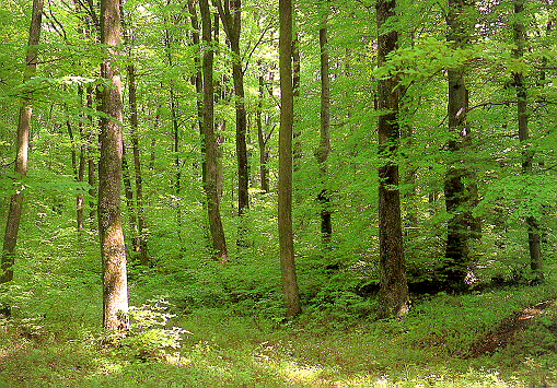 LESNÉ OBLASTI SLOVENSKA Lesné oblasti s prevahou 3. dubovo-bukového vs 3-7 m 