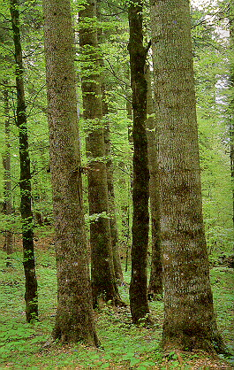 LESNÉ OBLASTI SLOVENSKA Lesné oblasti s prevahou 5. jedľovo-bukového vs 5- m 
