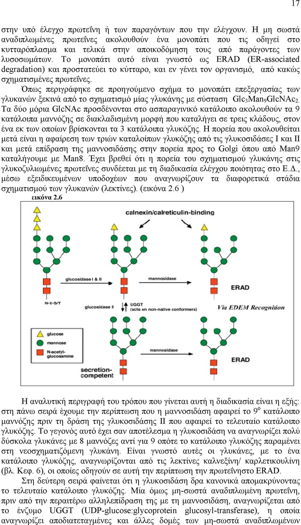 Το µονοπάτι αυτό είναι γνωστό ως ERAD (ER-associated degradation) και προστατεύει το κύτταρο, και εν γένει τον οργανισµό, από κακώς σχηµατισµένες πρωτεΐνες.