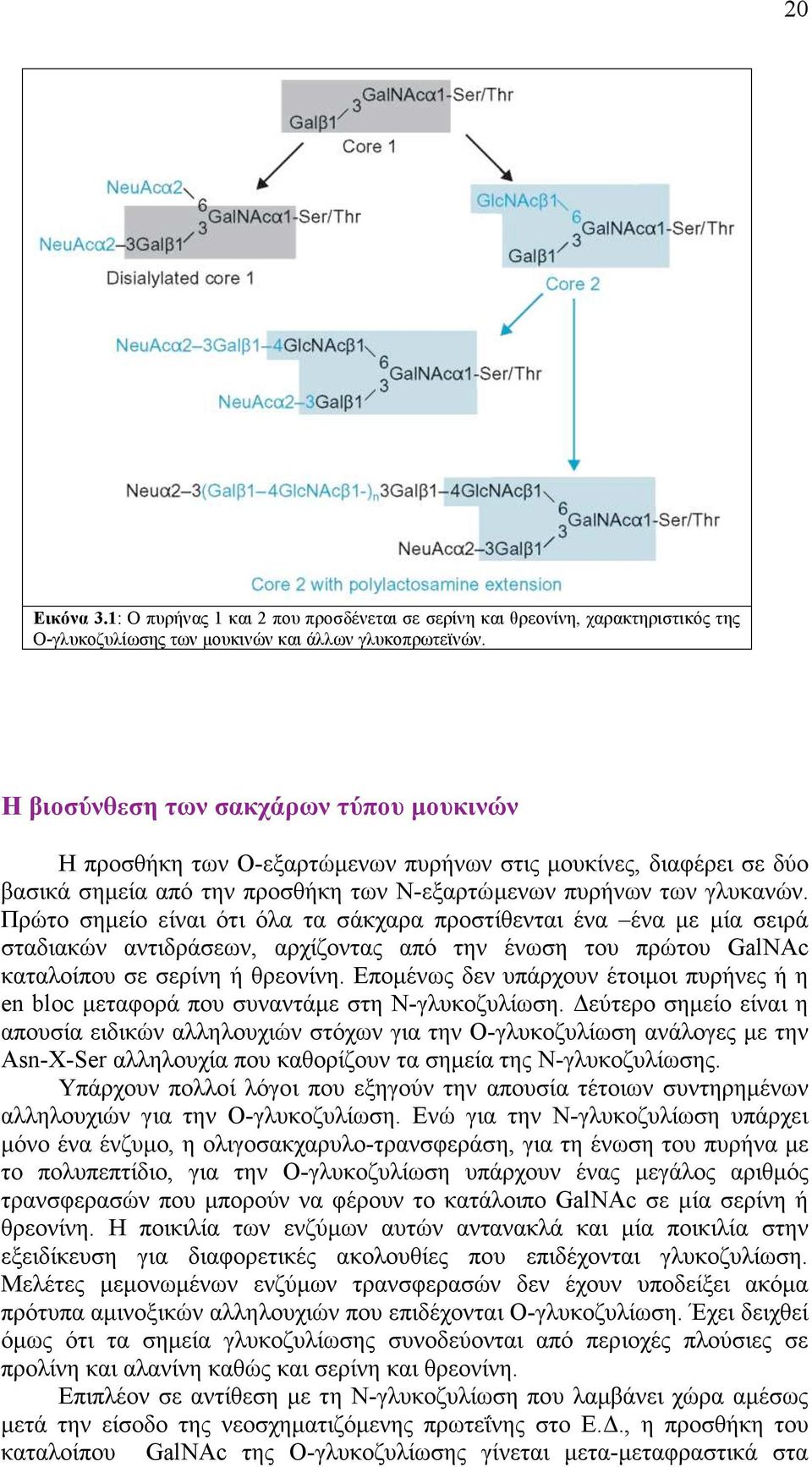 Πρώτο σηµείο είναι ότι όλα τα σάκχαρα προστίθενται ένα ένα µε µία σειρά σταδιακών αντιδράσεων, αρχίζοντας από την ένωση του πρώτου GalNAc καταλοίπου σε σερίνη ή θρεονίνη.