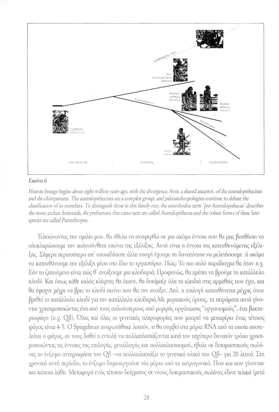 To distinguish those in this tarn ily tree, the unorthodox term pre-australopithecus' the more archaic hominids, the prehumans that came next are called Australopithecus and the robust forms of the