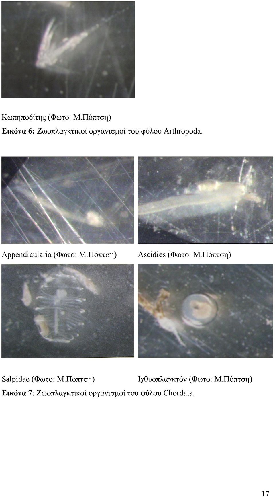 Appendicularia (Φωτο: Μ.Πόπτση) Ascidies (Φωτο: Μ.