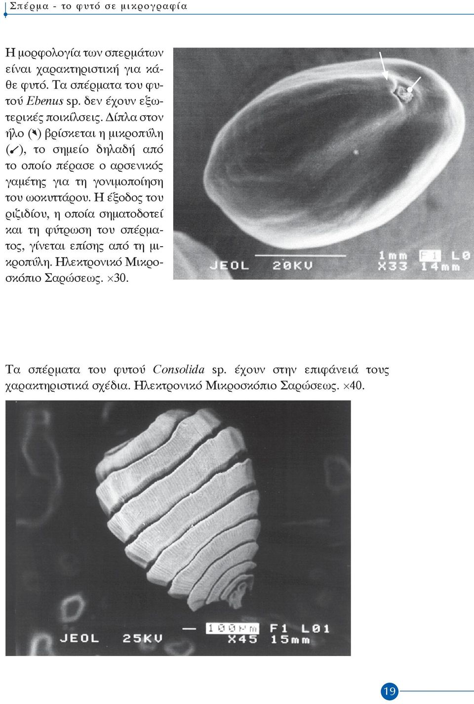 ίπλα στον ήλο ( ) βρίσκεται η μικροπύλη ( ), το σημείο δηλαδή από το οποίο πέρασε ο αρσενικός γα μέτης για τη γονιμοποίηση του ωοκυττάρου.