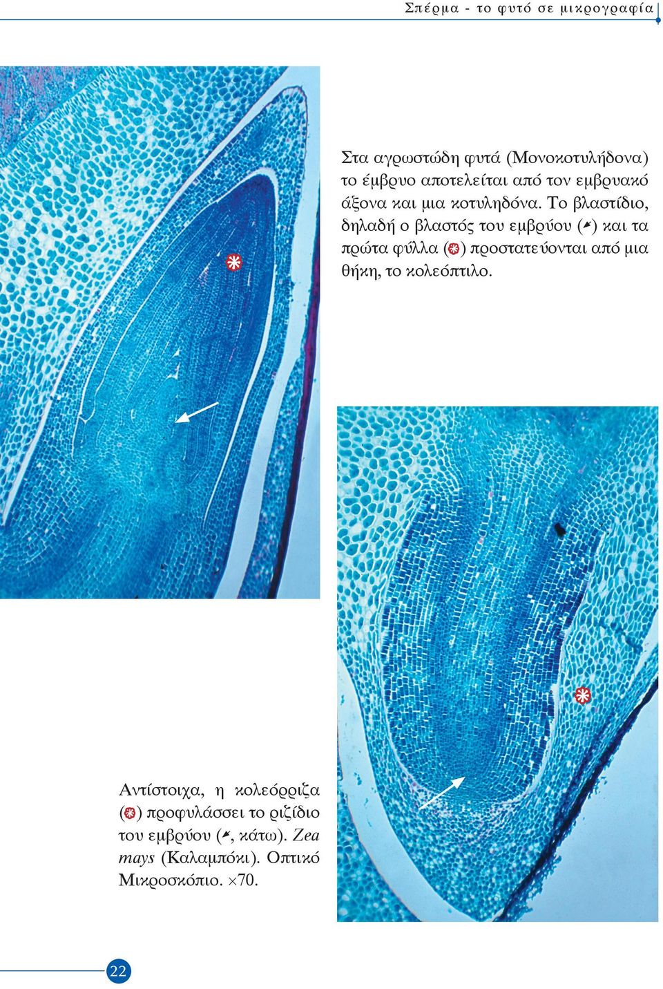 Το βλαστίδιο, δηλαδή ο βλαστός του εμβρύου ( ) και τα πρώτα φύλλα ( ) προστατεύονται από μια