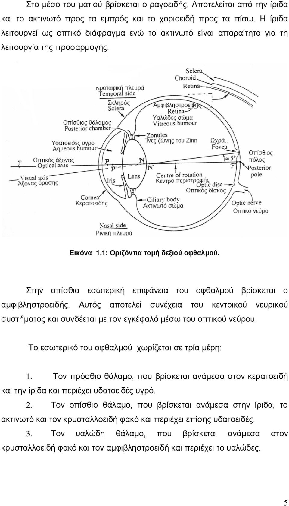 ηελ νπίζζηα εζσηεξηθή επηθάλεηα ηνπ νθζαικνύ βξίζθεηαη ν ακθηβιεζηξνεηδήο. Απηόο απνηειεί ζπλέρεηα ηνπ θεληξηθνύ λεπξηθνύ ζπζηήκαηνο θαη ζπλδέεηαη κε ηνλ εγθέθαιό κέζσ ηνπ νπηηθνύ λεύξνπ.