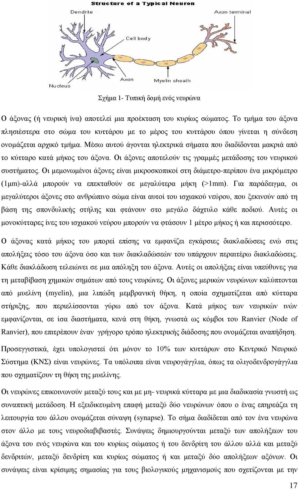 Μέζσ απηνχ άγνληαη ειεθηξηθά ζήκαηα πνπ δηαδίδνληαη καθξηά απφ ην θχηηαξν θαηά κήθνο ηνπ άμνλα. Οη άμνλεο απνηεινχλ ηηο γξακκέο κεηάδνζεο ηνπ λεπξηθνχ ζπζηήκαηνο.