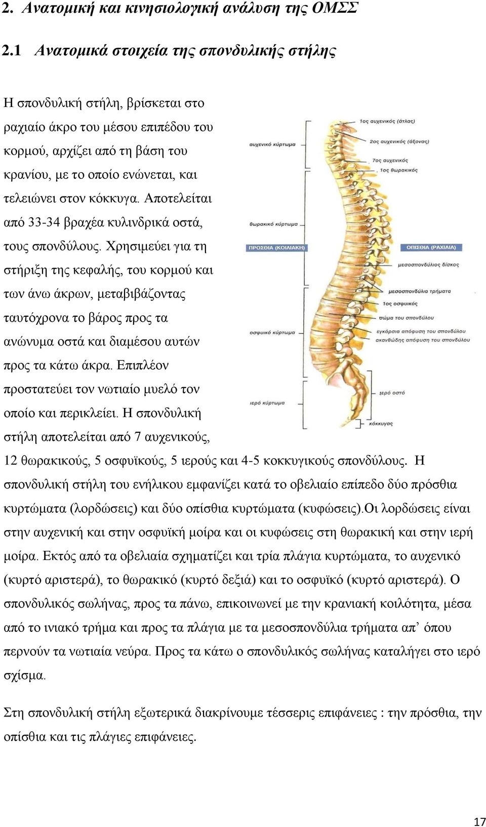 θφθθπγα. Απνηειείηαη απφ 33-34 βξαρέα θπιηλδξηθά νζηά, ηνπο ζπνλδχινπο.