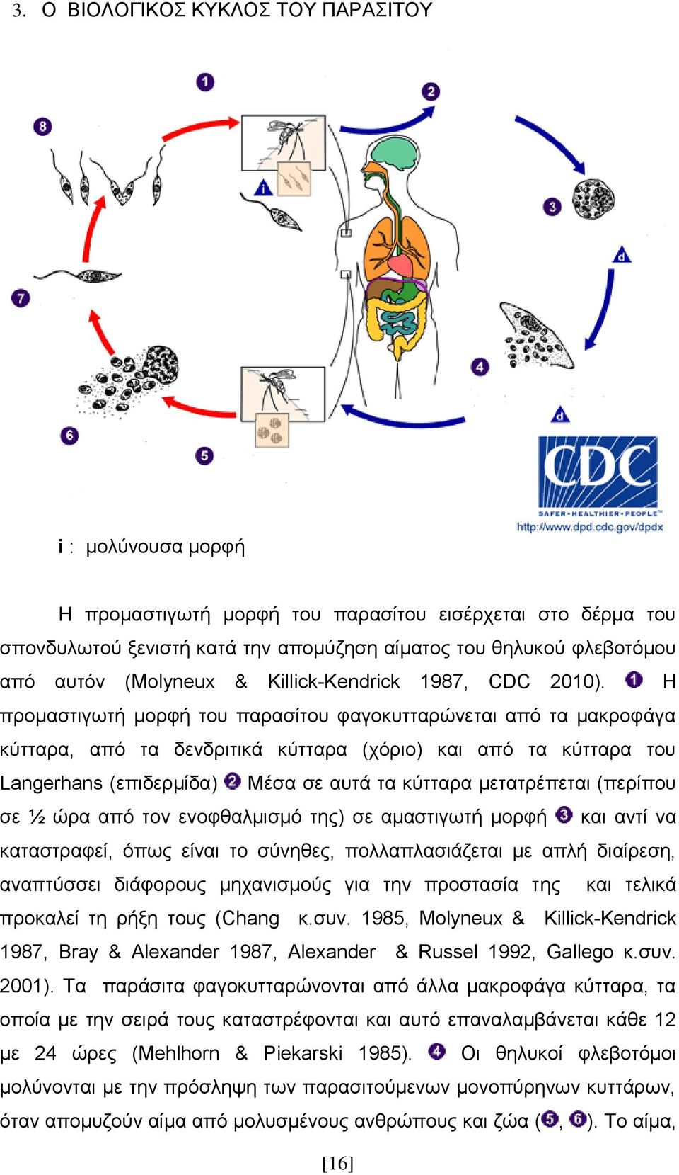 Ζ πξνκαζηηγσηή κνξθή ηνπ παξαζίηνπ θαγνθπηηαξώλεηαη από ηα καθξνθάγα θύηηαξα, από ηα δελδξηηηθά θύηηαξα (ρόξην) θαη από ηα θύηηαξα ηνπ Langerhans (επηδεξκίδα) Μέζα ζε απηά ηα θύηηαξα κεηαηξέπεηαη