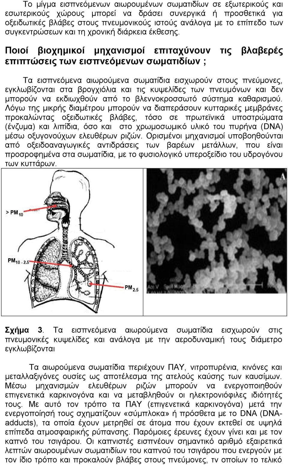 Πνηνί βηνρεκηθνί κεραληζκνί επηηαρύλνπλ ηηο βιαβεξέο επηπηώζεηο ηωλ εηζπλεόκελωλ ζωκαηηδίωλ ; Σα εηζπλεφκελα αησξνχκελα ζσκαηίδηα εηζρσξνχλ ζηνπο πλεχκνλεο, εγθισβίδνληαη ζηα βξνγρηφιηα θαη ηηο