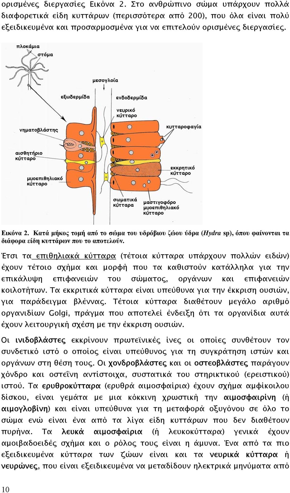 Κατά µήκος τοµή από το σώµα του υδρόβιου ζώου ύδρα (Hydra sp), όπου φαίνονται τα διάφορα είδη κυττάρων που το αποτελούν.