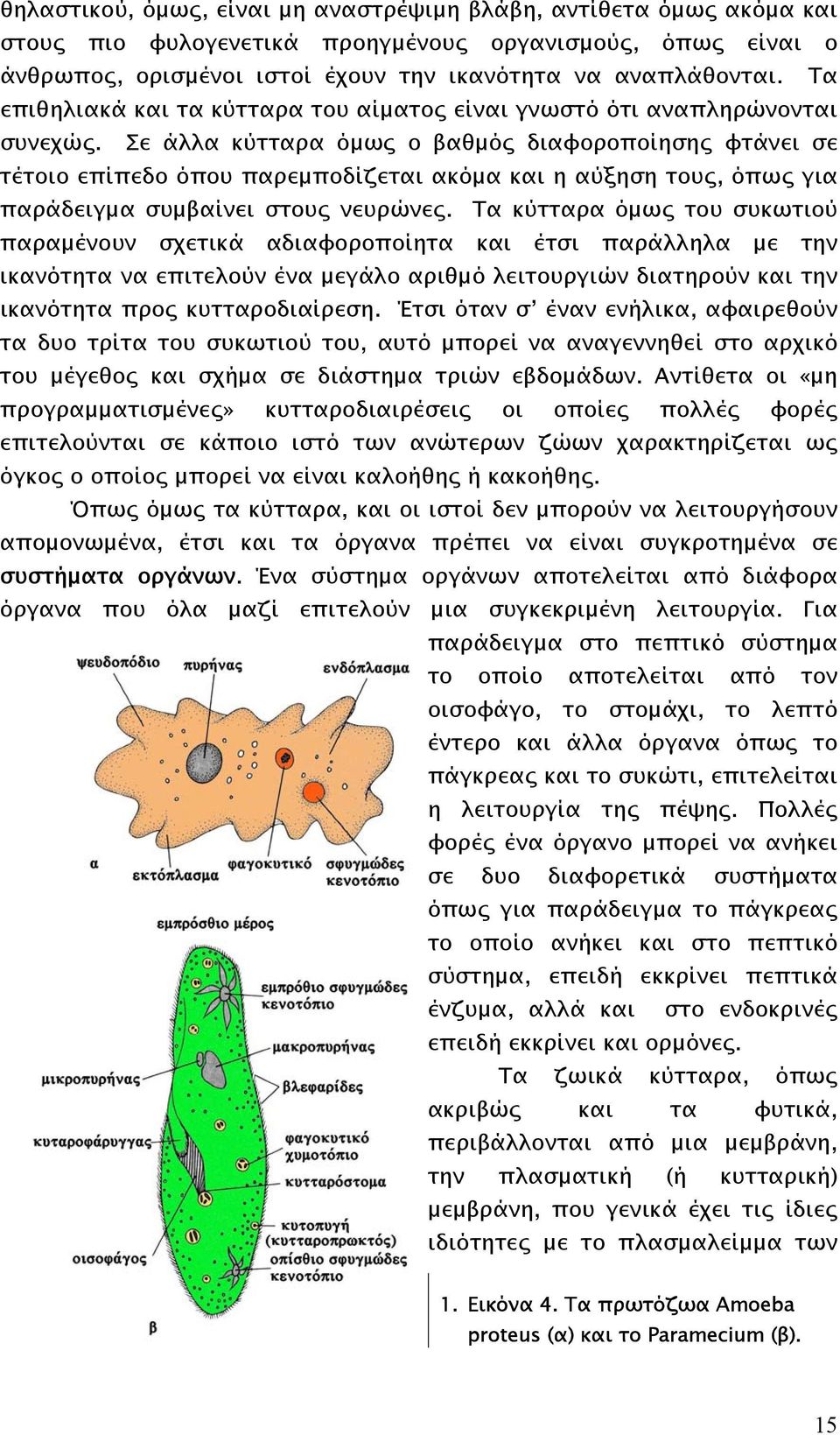 Σε άλλα κύτταρα όµως ο βαθµός διαφοροποίησης φτάνει σε τέτοιο επίπεδο όπου παρεµποδίζεται ακόµα και η αύξηση τους, όπως για παράδειγµα συµβαίνει στους νευρώνες.