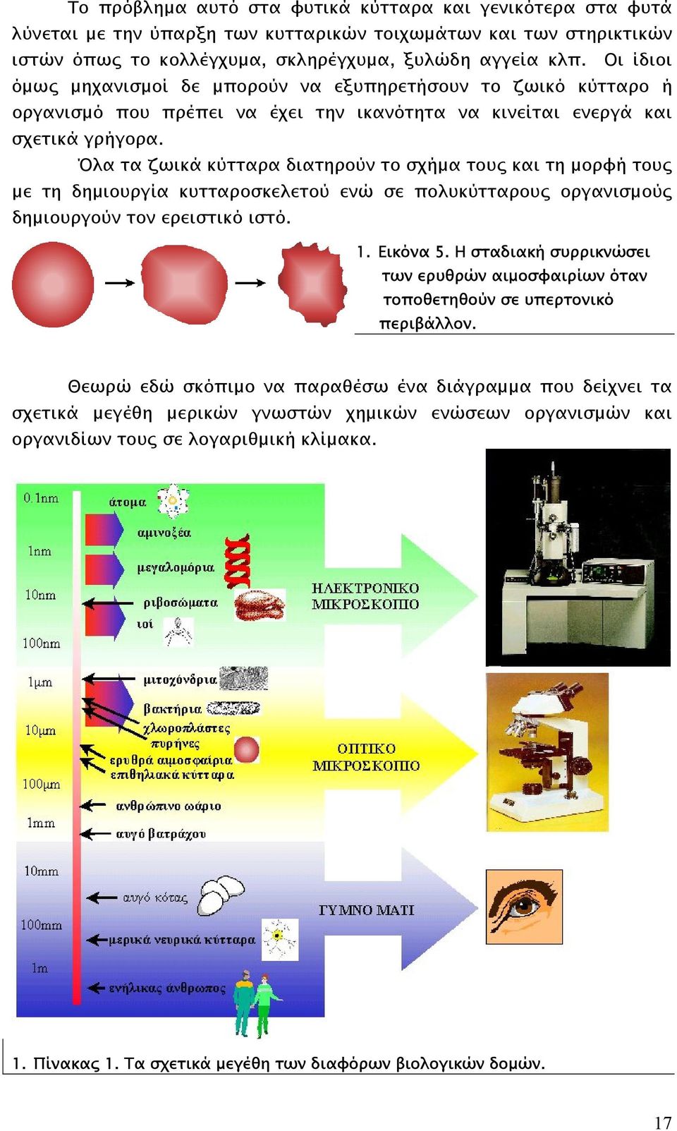 Όλα τα ζωικά κύτταρα διατηρούν το σχήµα τους και τη µορφή τους µε τη δηµιουργία κυτταροσκελετού ενώ σε πολυκύτταρους οργανισµούς δηµιουργούν τον ερειστικό ιστό. 1. Εικόνα 5.