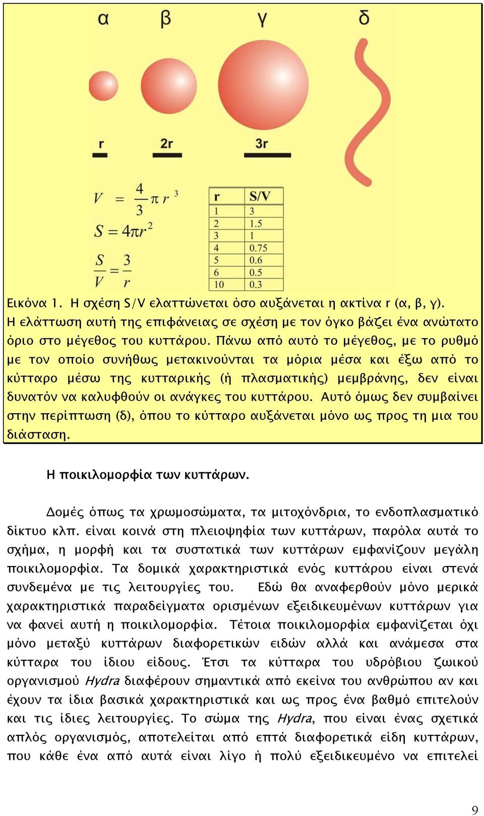 του κυττάρου. Αυτό όµως δεν συµβαίνει στην περίπτωση (δ), όπου το κύτταρο αυξάνεται µόνο ως προς τη µια του διάσταση. Η ποικιλοµορφία των κυττάρων.