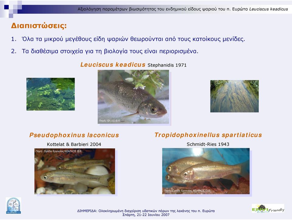 Leuciscus keadicus Stephanidis 1971 Πηγή: ΕΛ