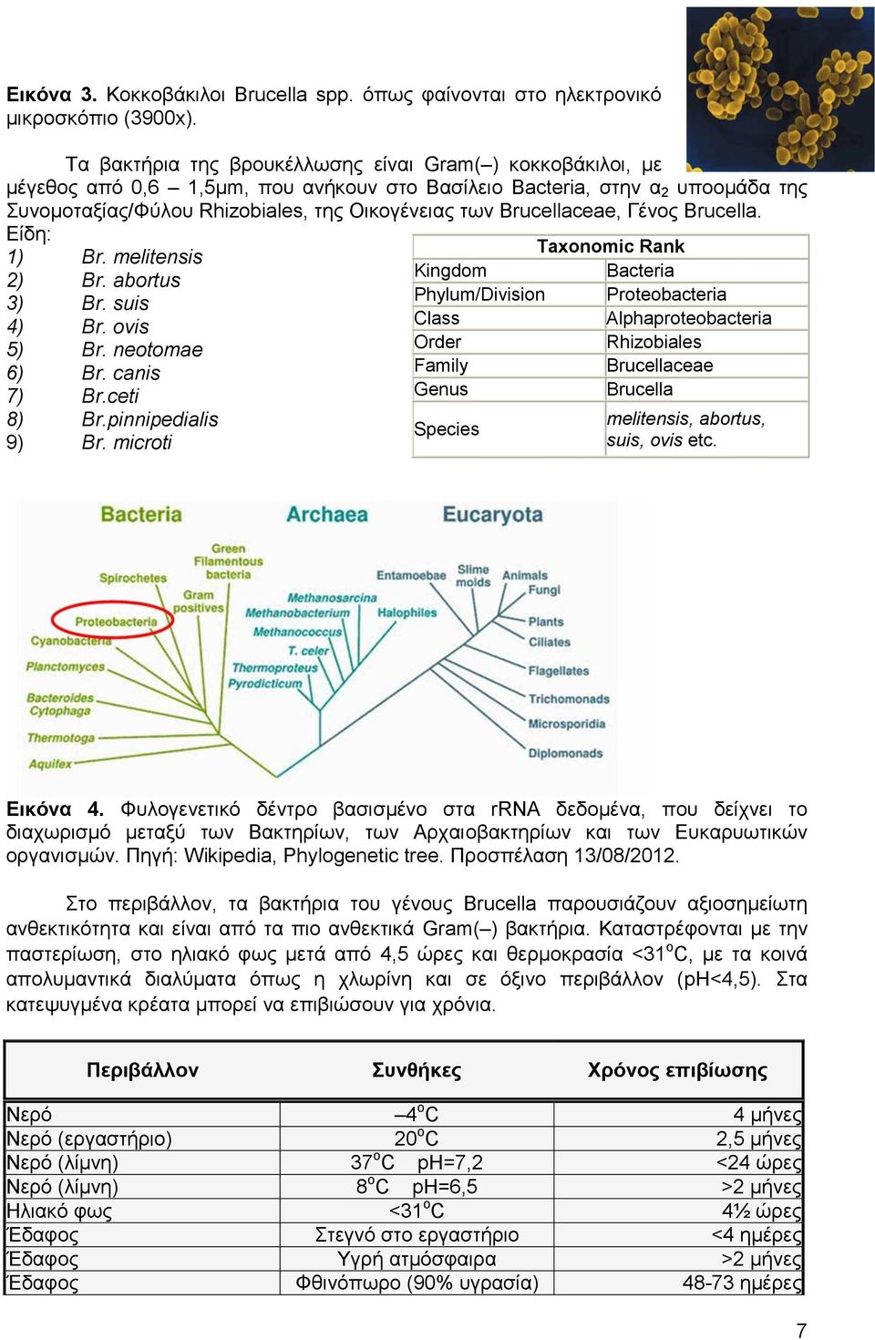 Brucellaceae, Γέλνο Brucella. Δίδε: 1) Br. melitensis 2) Br. abortus 3) Br. suis 4) Br. ovis 5) Br. neotomae 6) Br. canis 7) Br.ceti 8) Br.pinnipedialis 9) Br.