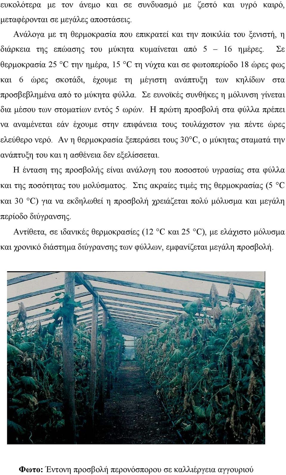 Σε θερµοκρασία 25 C την ηµέρα, 15 C τη νύχτα και σε φωτοπερίοδο 18 ώρες φως και 6 ώρες σκοτάδι, έχουµε τη µέγιστη ανάπτυξη των κηλίδων στα προσβεβληµένα από το µύκητα φύλλα.