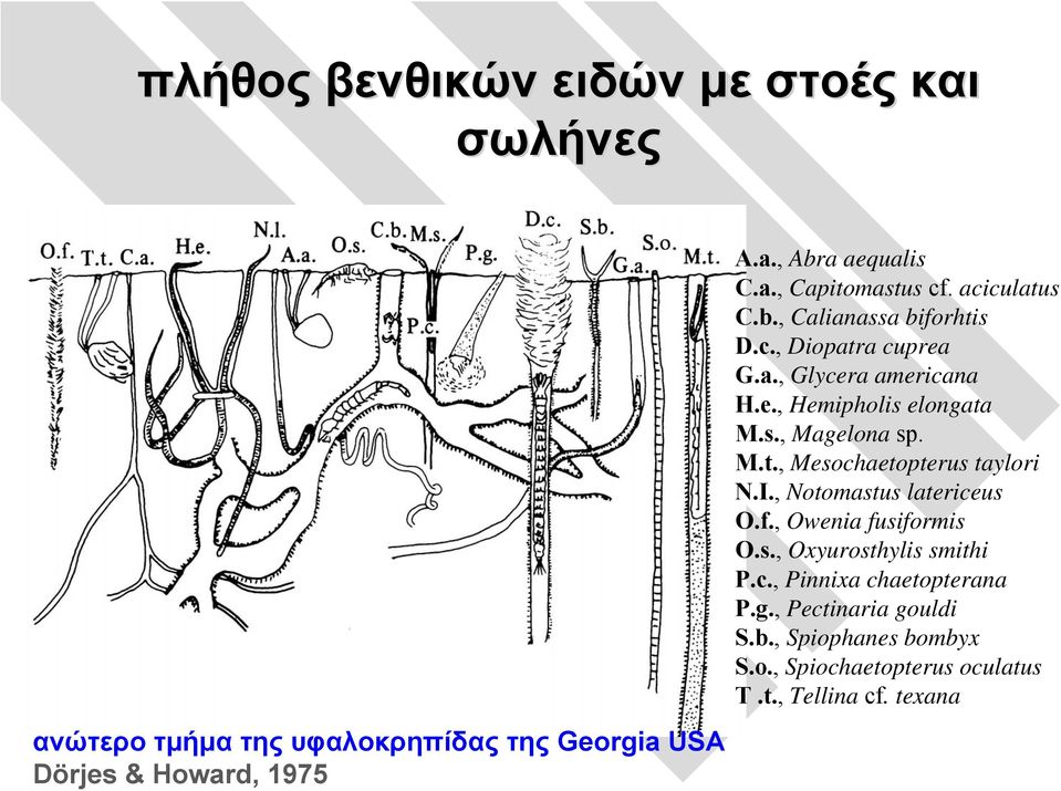 s., Magelona sp. M.t., Mesochaetopterus taylori N.I., Notomastus latericeus O.f., Owenia fusiformis O.s., Oxyurosthylis smithi P.c., Pinnixa chaetopterana P.