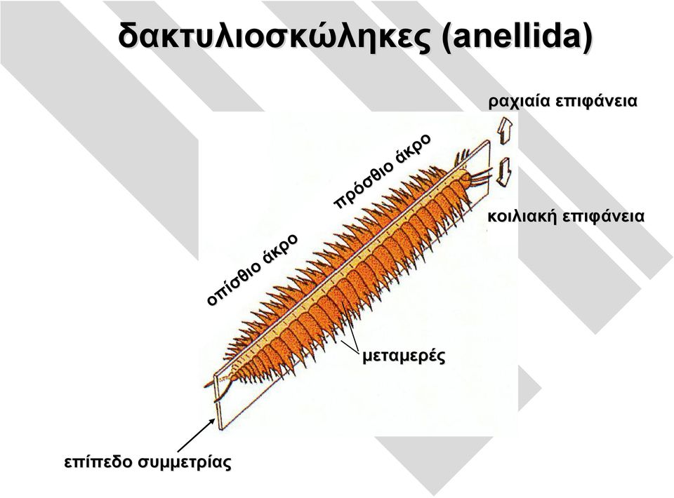 οπίσθιοάκροάκρο πρόσθιο άκρο