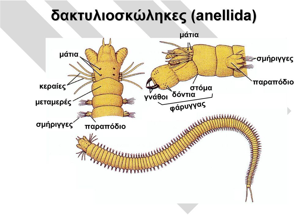 μεταμερές γνάθοι δόντια στόμα