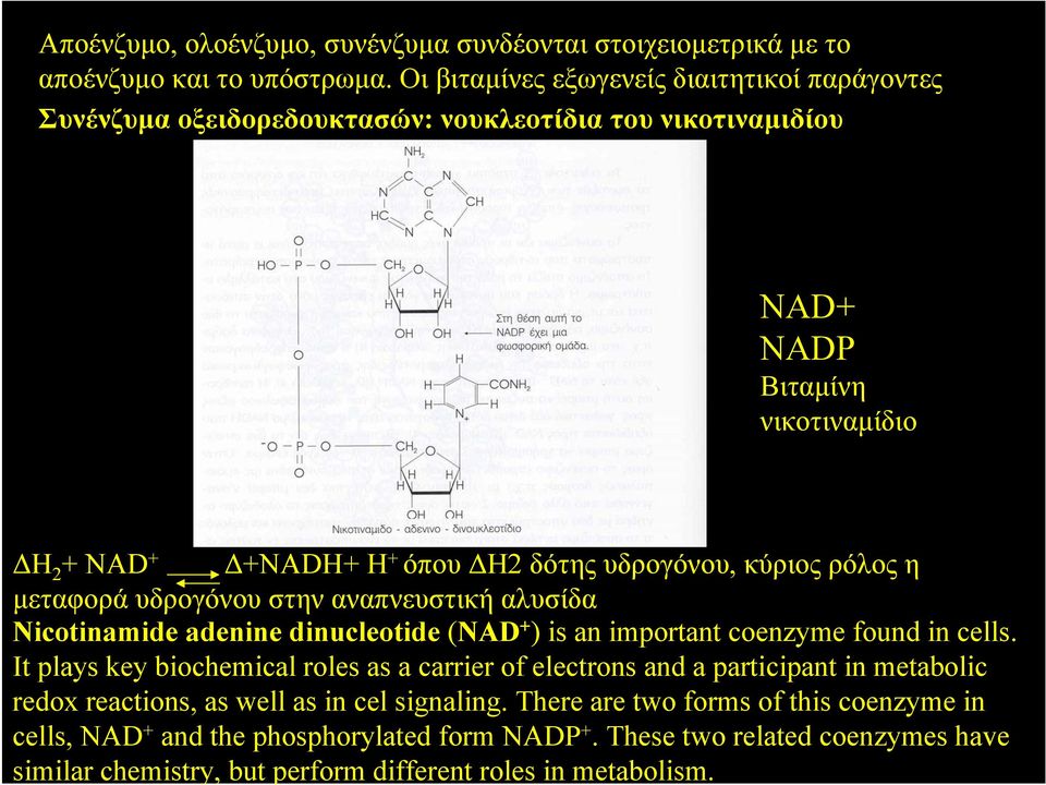 υδρογόνου, κύριος ρόλος η μεταφορά υδρογόνου στην αναπνευστική αλυσίδα Nicotinamide adenine dinucleotide (NAD + ) is an important coenzyme found in cells.